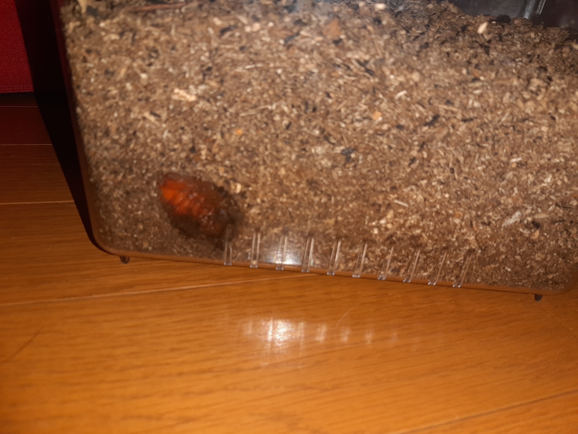 さなぎのシンドバット ナルトーーク